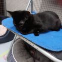Photo of Cecilia ** 2nd Chance Cat Rescue**