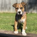 Photo of Sparrow