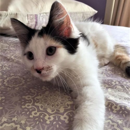 Ainsley ^^Dandy Cat Rescue^^