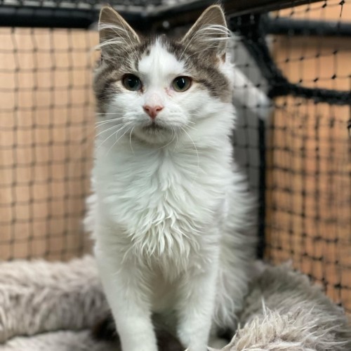 Speedy**2nd Chance Cat Rescue**