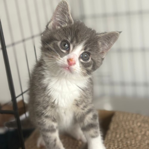 No photo for The Cocktail Kittens