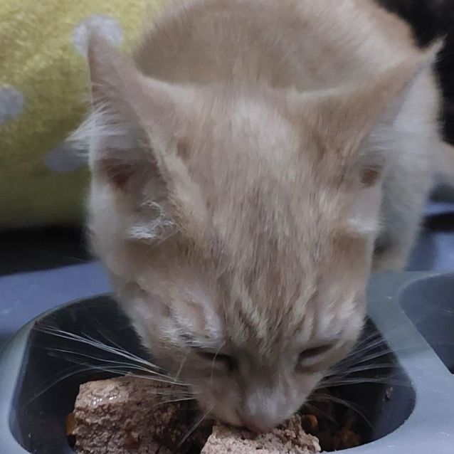 Photo of Sunny