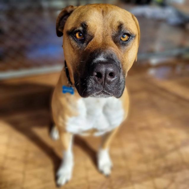 Photo of Bodhi 