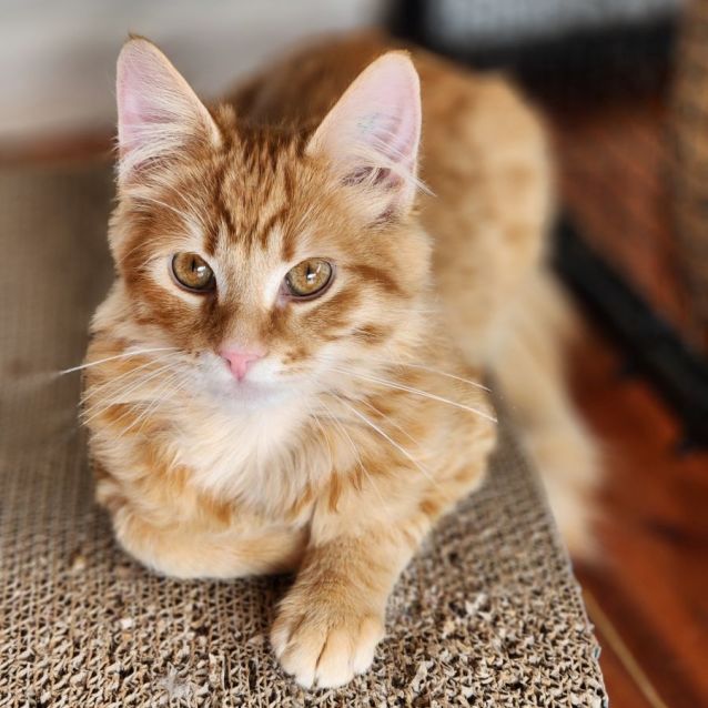 Photo of Cairo ^^Dandy Cat Rescue^^