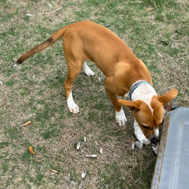 Photo of Snoopy 9817