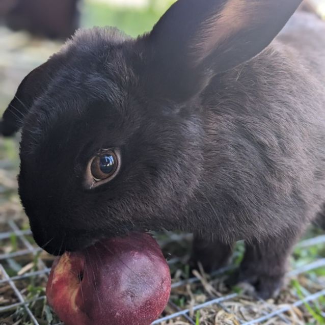 Photo of 🐰Aurora Stk153 🐰