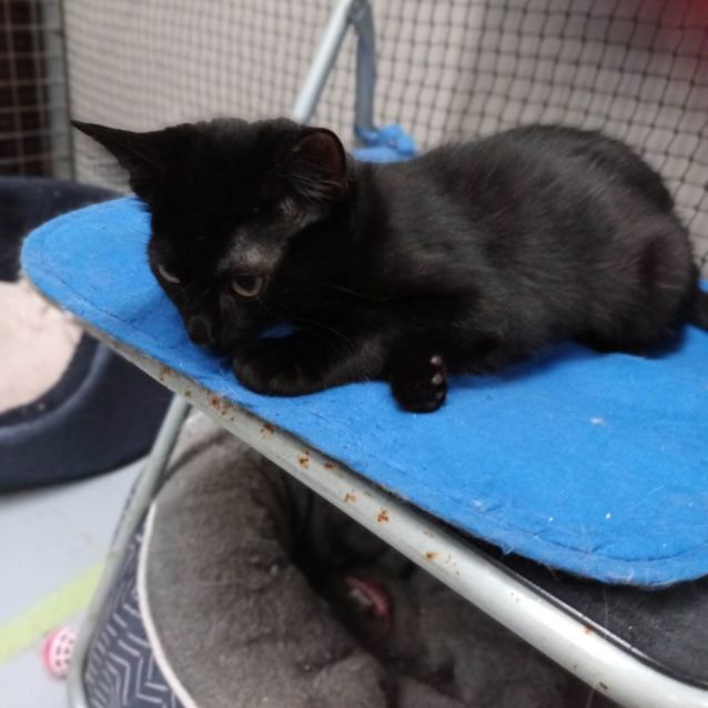 Photo of Cecilia ** 2nd Chance Cat Rescue**