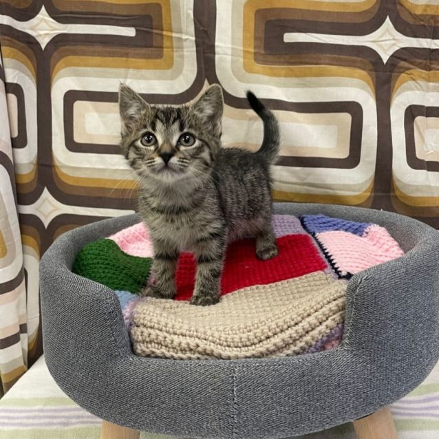 Photo of Taco