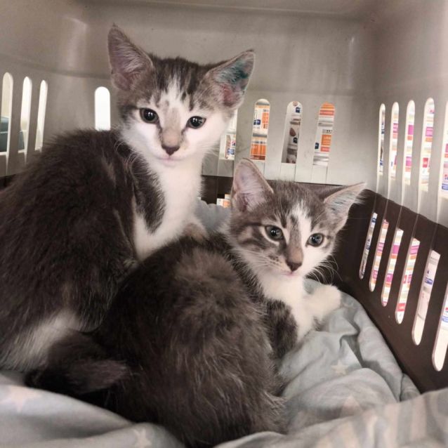 Photo of Autumn **2nd Chance Cat Rescue**