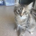 Photo of Saffron *9 Lives Project Rescue*