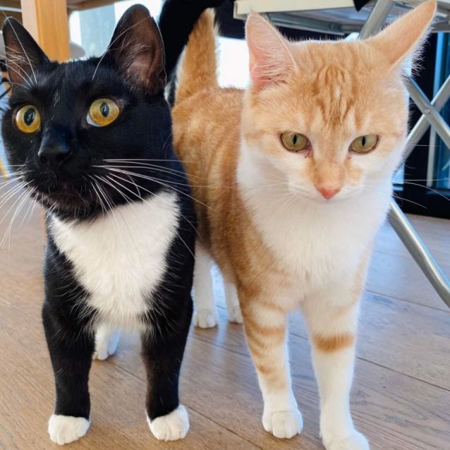 Photo of Amber (Located In Docklands)