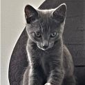 Photo of Thimble ^Dandy Cat Rescue^