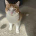 Photo of Rusty