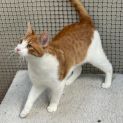 Photo of Edie ** 2nd Chance Cat Rescue**