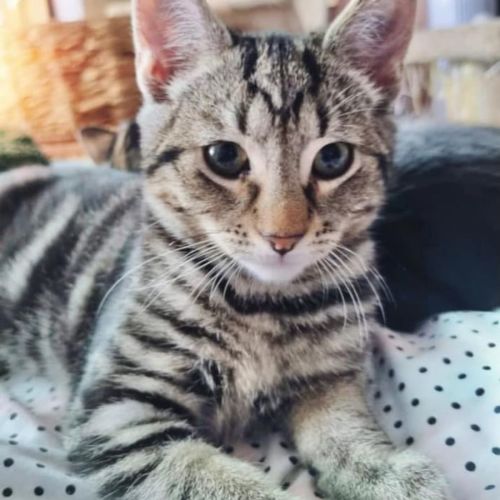 Nugget