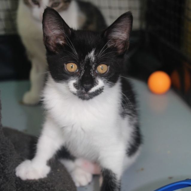 Photo of Pixie Willow **2nd Chance Cat Rescue**