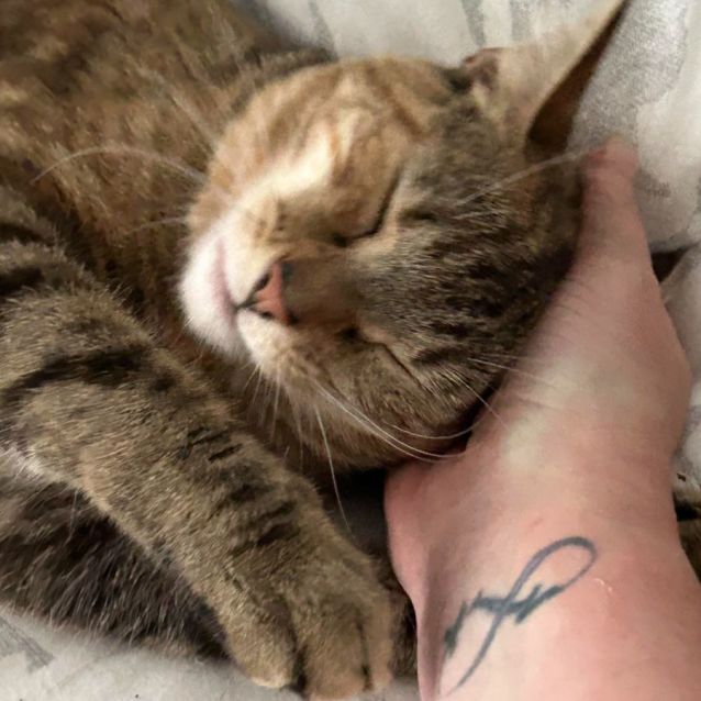 Photo of Thunder (Located In Rowville)