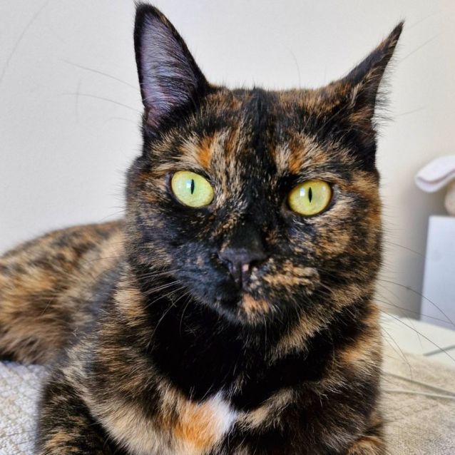 Photo of C1300 Gypsy