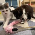 Photo of Zippy **2nd Chance Cat Rescue**