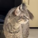 Photo of Willow