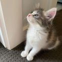 Photo of Hopper