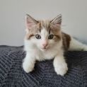 Photo of Lucas
