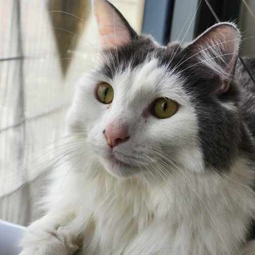 🍬 Hansel 5722 🍬