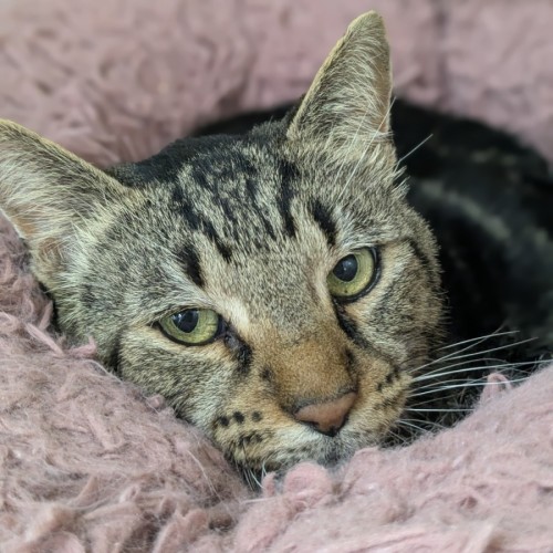 🚆 Thomas 5953 🚆