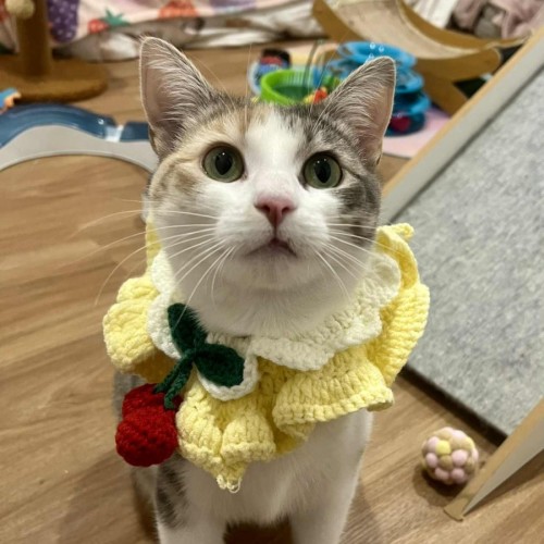 Willow - Located in Doreen