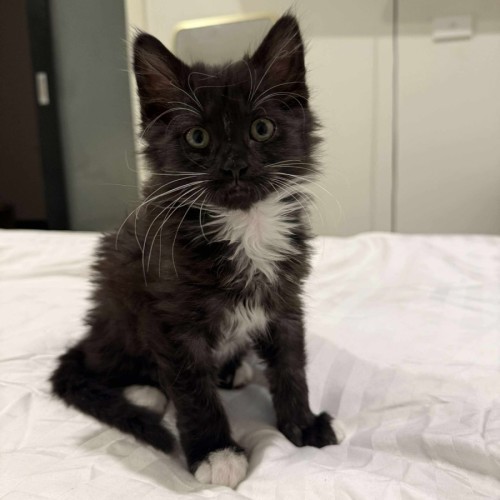 Milly Moo Chompasaurus 