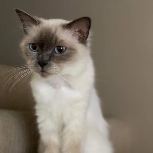 Photo of Gracie