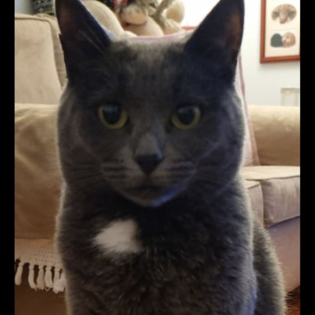 Photo of Bluebell 🌸💜