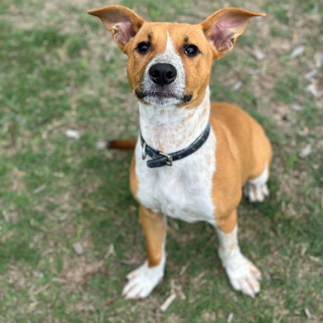 Photo of Snoopy 9817