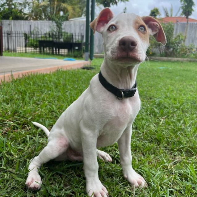 Photo of Waffles