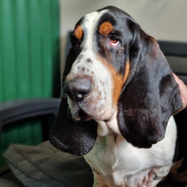 Photo of Winston