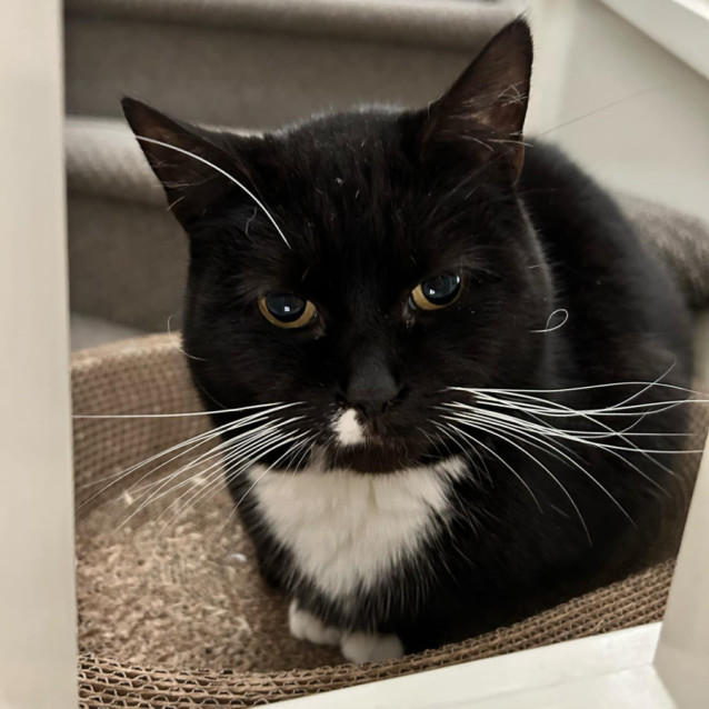 Photo of Poppy *9 Lives Project Rescue*