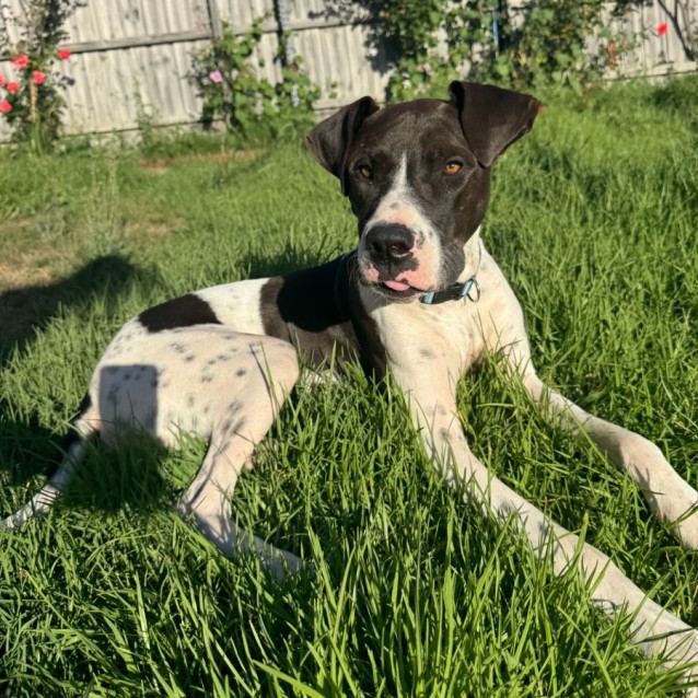 Pointer X Bottletop Bill - Large Male Pointer Mix Dog in VIC - PetRescue