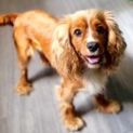 Photo of Poppy