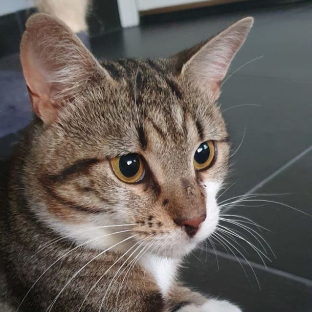 Photo of Henry Winkler