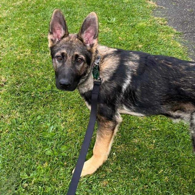 Photo of Baby Bowser