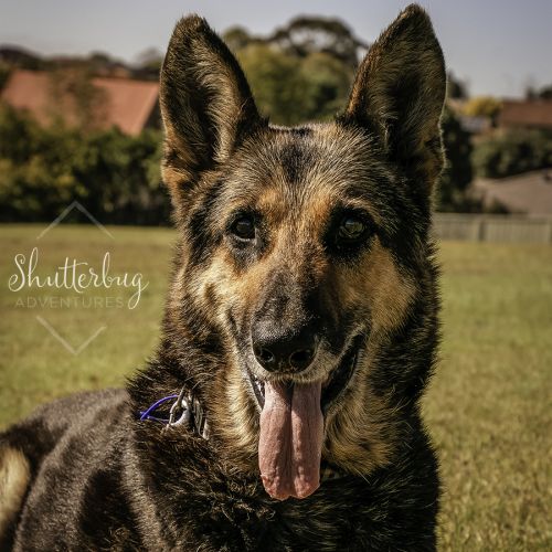 River ~ 10yr Old GSD (On Trial 04/08/20)