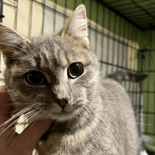 Patience*  Lives Project Rescue*