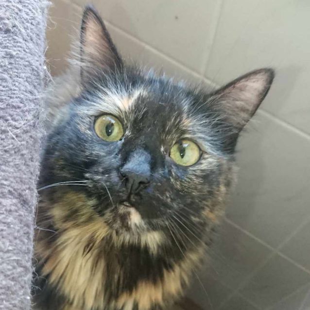 Photo of Ashley **2nd Chance Cat Rescue**