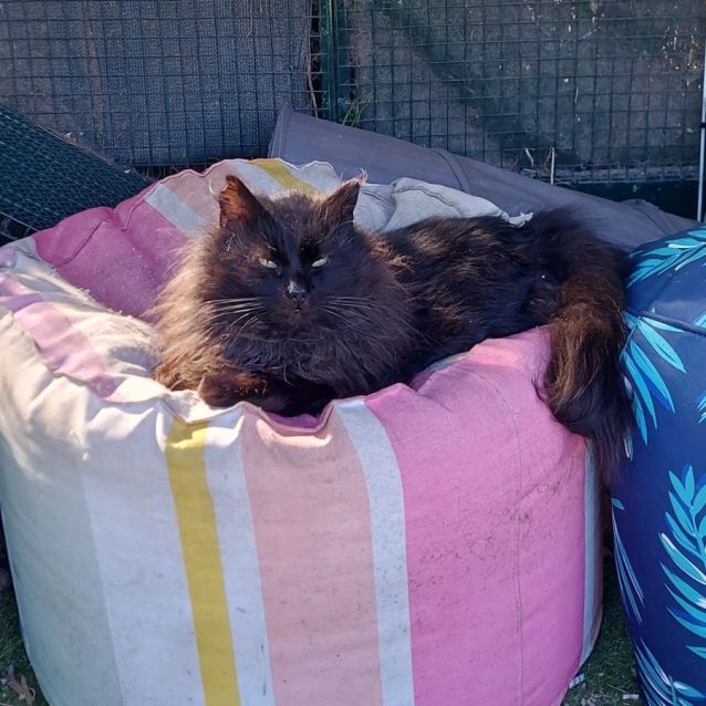 Photo of  Miko 🐈‍⬛