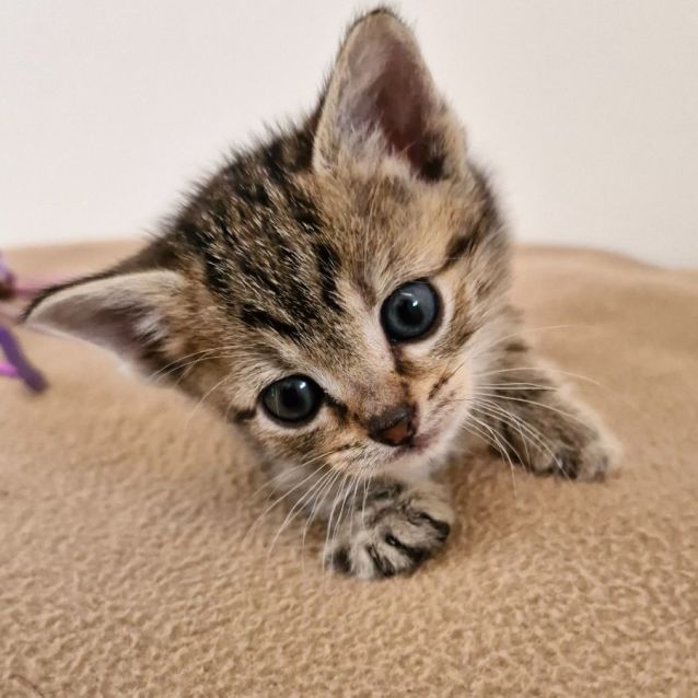 Photo of C1322 Buffy