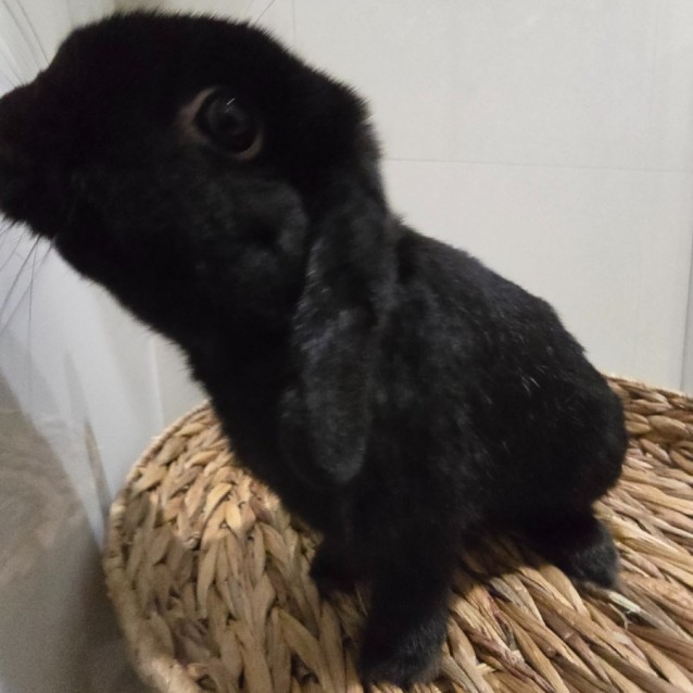 Photo of Lucky (Located In Wantirna South)