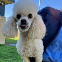 Photo of Daisy