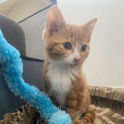 Pumpkin **2nd Chance Cat Rescue**