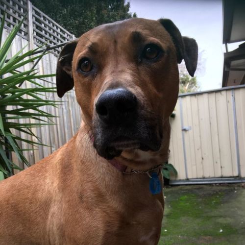 Indi