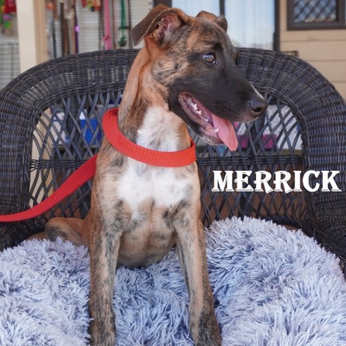 Merrick